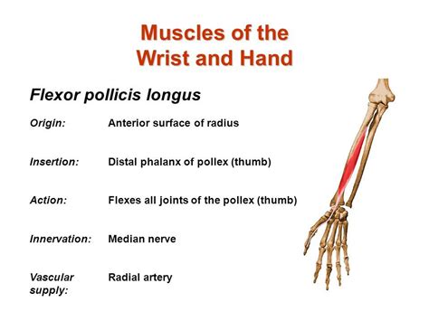 Flexor tendon and extensor tendon laceration can happen to anyone who sustains a penetrating injury to the hand, wrist or arm. flexor pollicis longus origin and insertion - Google Search | Wrist anatomy, Median nerve, Anatomy