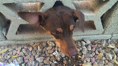 Everyday's the same boring routine, to the library and back home where he lives alone. Doggie dilemma: Rescuers free pup stuck in brick wall