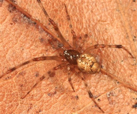 Parasteatoda Tepidariorum Photo Tom Murray Photos At