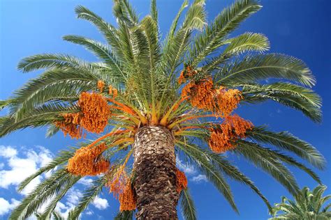 When And How To Prune Palm Trees 2023 Guide Tv Acres