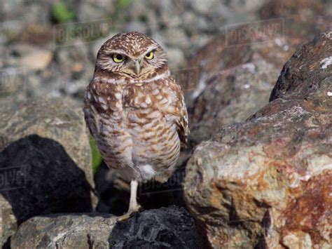 Western Burrowing Owl Athene Cunicularia Hypugaea Stock Photo Dissolve