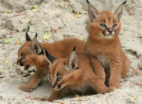 Caracals Why Evolution Is True