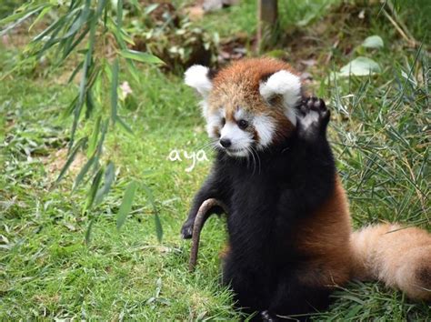 Please Follow Iloveredpandas Hi Can U See Me Waving Redpanda Panda