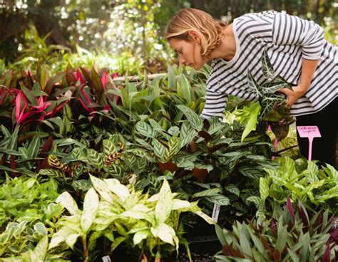 Online shopping a variety of best cactus plants at dhgate.com. Plantsinabox_theplanthunter_directoryseptember2017 ...