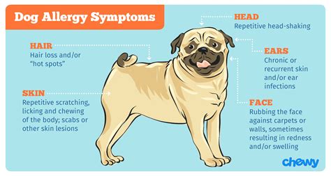 Dog Allergies Causes Symptoms And Treatment
