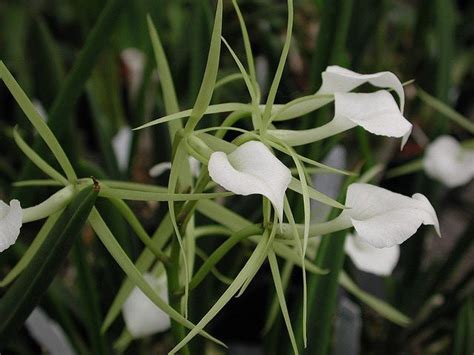 Brassavola Orchids—growing Brassavola Orchids A Brassavola Nodosa Hybrid With Its