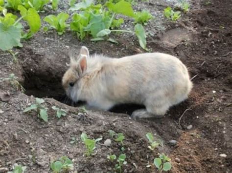 6 Diy Rabbit Digging Box Ideas Uk Pets