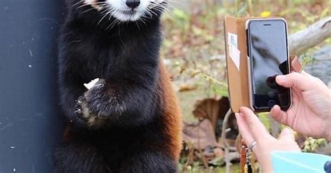 Panda Album On Imgur