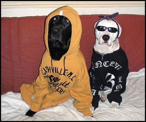 Gangsta Dogs 22 Pics