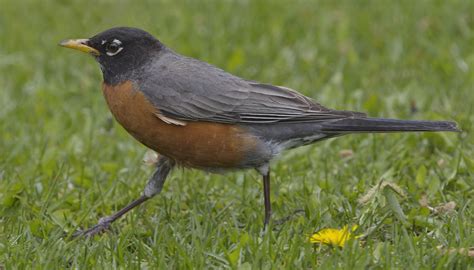 American Robin San Diego Bird Spot