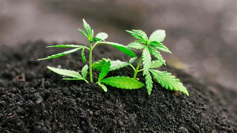 What Is The Best Soil For Growing Cannabis Dripworks