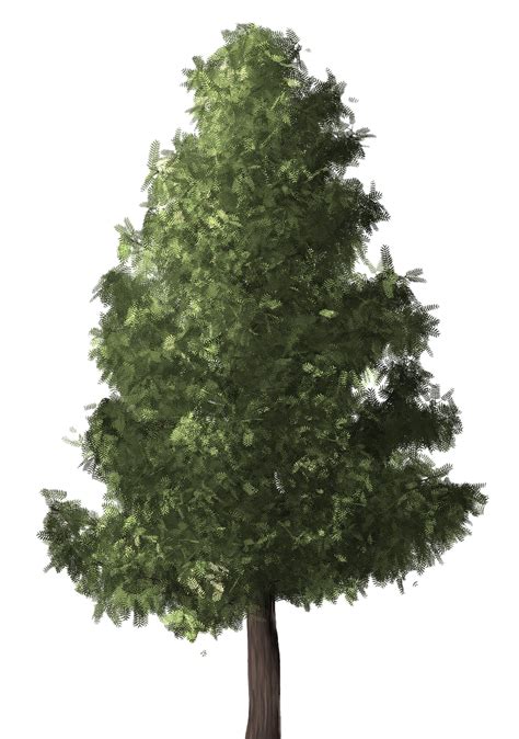 Free Evergreen Trees Png Free Png Images