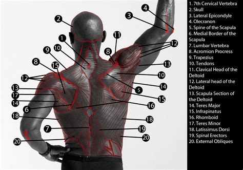 This is a table of skeletal muscles of the human anatomy. Term 1: Advanced Skills: Looking at the Back muscles!