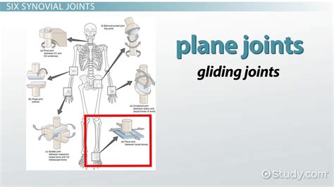 The Six Types Of Synovial Joints Examples And Definition Video
