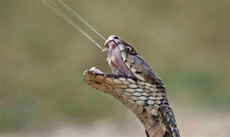 See The Amazing Footage Of A Huge Lizard Battling A Spitting Cobra A