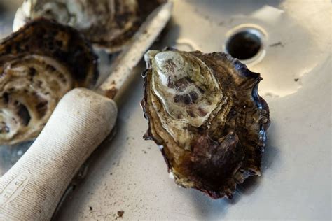 How Iot Is Helping Tasmanias Oyster Industry Features Iot Hub