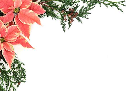 Best Poinsettia Border Stock Photos Pictures And Royalty Free Images