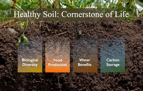 All the above layers have unique and different characteristics from each other. Soil Importance: Definition, Example, Functions, Various ...