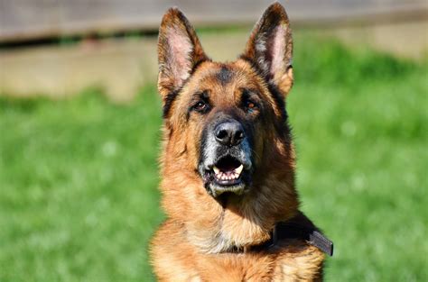 German Shepherd Tips How To Have A Harmonious Life With Your Gsd