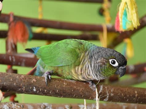 Exotischen vögeln werden häufig die #flügel gestutzt, damit sie nicht wegfliegen können. Názvy druhu pyrura molinae | Lorikeet, Green cheek conure ...