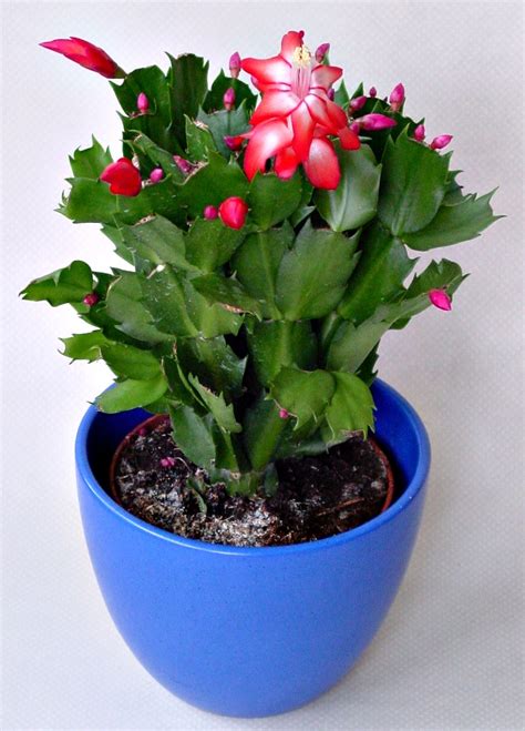 How to identify and control 7 common. Christmas Cactus - How to Get this festive holiday plant ...
