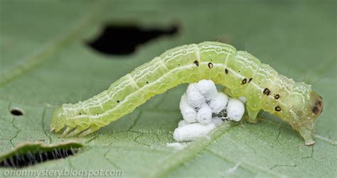 Img2688 Merged Copy Caterpillar With Parasitoid Wasps Co Flickr