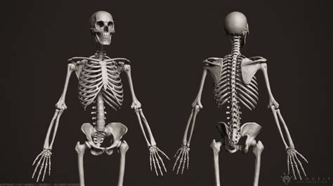 3d Human Skeleton Skeletal Cgtrader