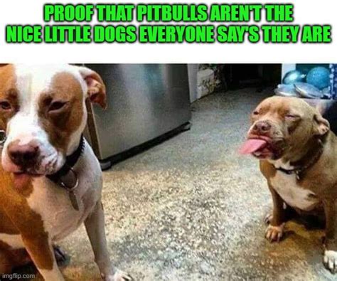 Truth About Pitbulls Imgflip