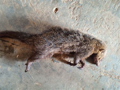 Animals Names In Yoruba And Their English Meaning - Culture (15) - Nigeria