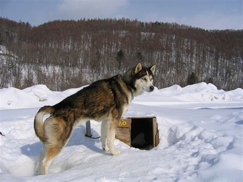 Siberian husky club is designed to help people that love huskies, or think they may love huskies if given the chance. Alaskan Husky - Dogs breeds (Nordic sled) | Pets