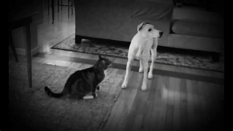 Cat Attacks Dog Slow Motion Youtube