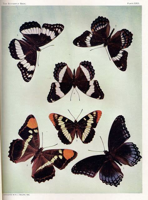 Rare Book Collection Of Botanical And Butterfly Printables Nest Of