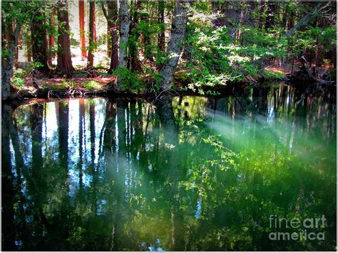 Forest Lake Photograph By Irina Hays Fine Art America