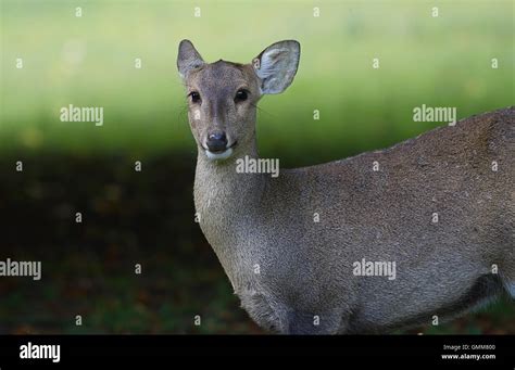 Photo Of A Female Deer Looking At Camera With One Ear Folded Back Stock