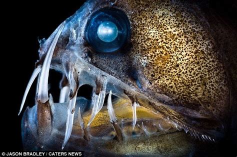 Anglers File Captured Dead Or Alive Astonishing Pictures Of The