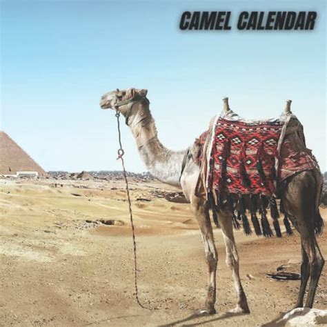 Camel Calendar 2022 Camel Calendar And Planner A Monthly And Weekly