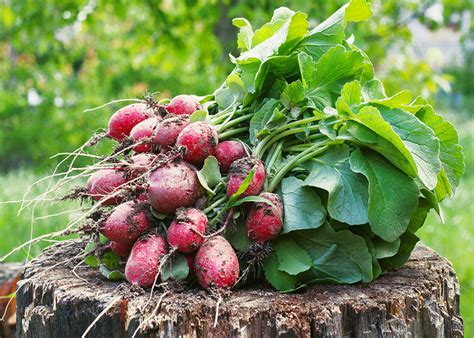 Wash the radishes and cut off the stems and end root. How to Grow Radishes | Food Bloggers of Canada