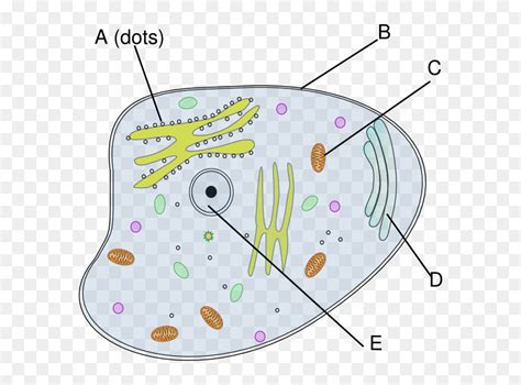 Animal And Plant Cell Unlabelled Printable Animal Cell Diagram