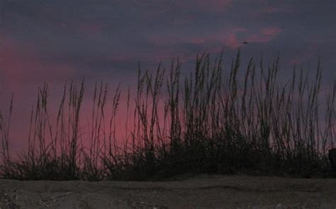 Hd Sunset With Beach Grass Wallpaper Download Free 120786