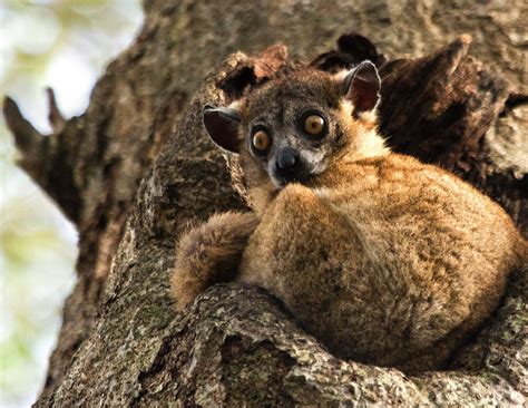 Lemurs Of Madagascar