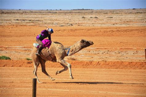 Bit of an odd request.does anyone know how to say 'we rode a camel' in russian? Out of Australia (1): On the tracks of the Afghan ...