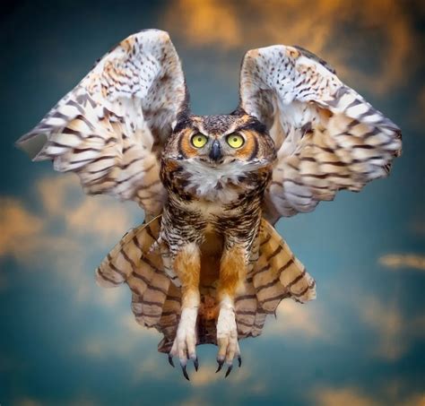 Great Horned Owl In Flight Smithsonian Photo Contest Smithsonian