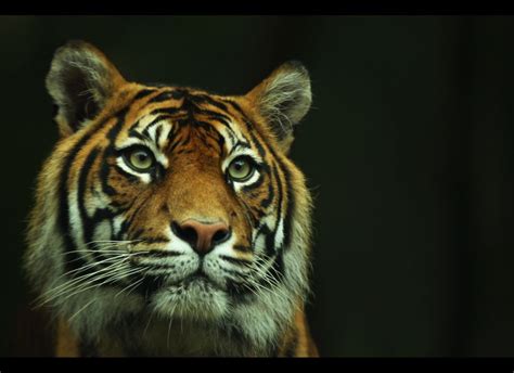 Tiger Pictures Photos Of Ferocious Cats And Cuddly Cubs Huffpost