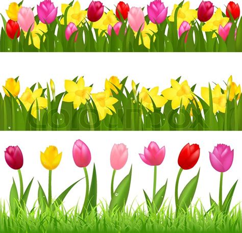 3 Flower Borders From Tulips And Narcissuses Isolated On