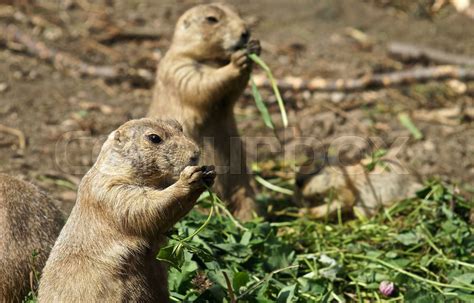 Prairie Dog Eating Stock Image Colourbox