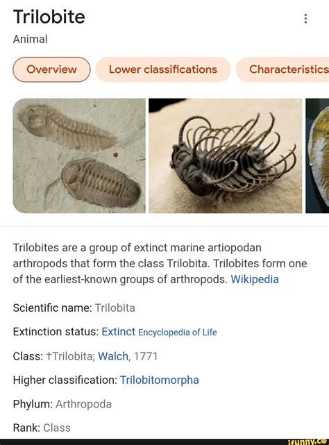Trilobite Animal Lower Classifications Characteristics Trilobites Are A