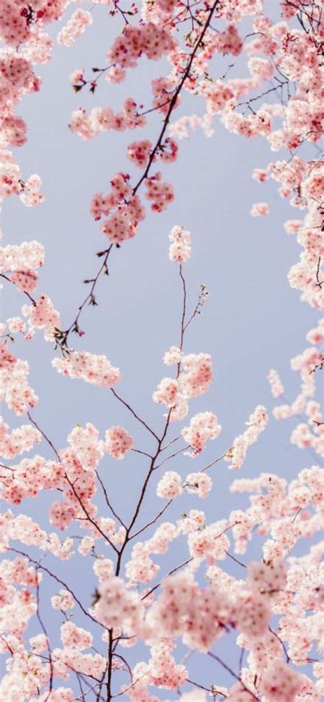 Aggregate More Than 82 Cherry Blossom Iphone Wallpaper Super Hot