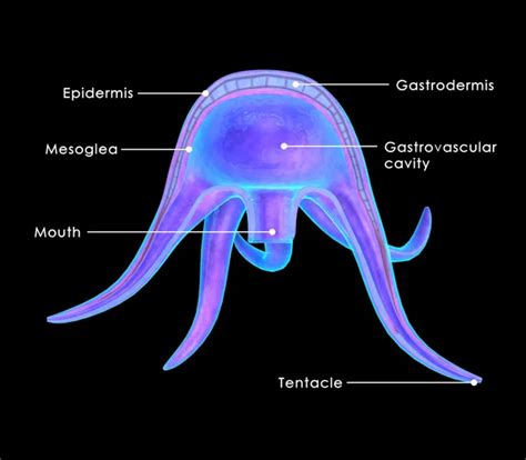 Jellyfish Medusa Diagram Stock Photo Sciencepics