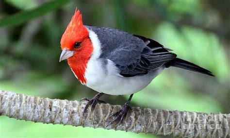 Red Crested Cardinal Photograph By Elizabeth Winter Fine Art America