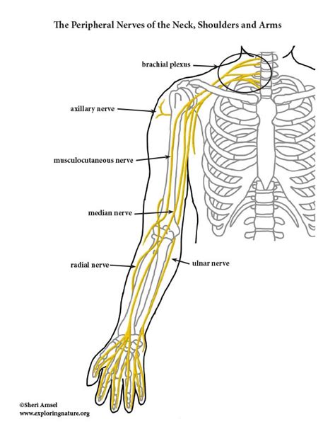 Nerves Of The Upper Limb Color Diagram
